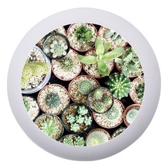 Cactus Nature Plant Desert Dento Box With Mirror